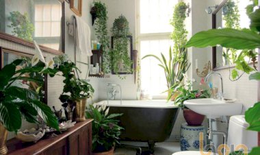 Trồng cây xanh trong nhà và những ý nghĩa to lớn