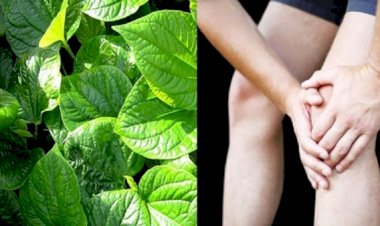 Giải mã bí mật lá lốt điều trị bệnh gì?