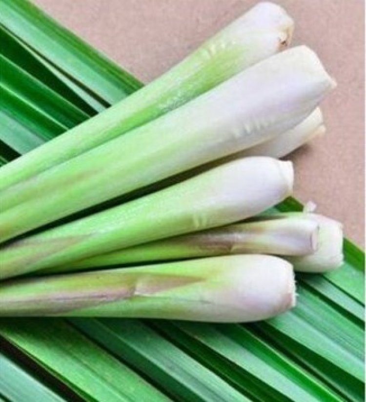 Thổi bay cảm lạnh bằng lá sả – Dễ làm, ai cũng làm được!