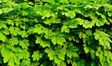 Da hết mụn, sáng hồng nhờ uống lá mướp đắng mỗi ngày