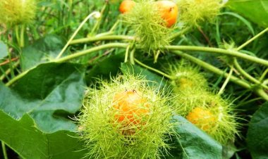 Chữa mất ngủ bằng cây lạc tiên – Có hiệu quả không?