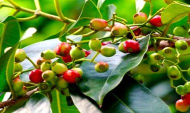 Lá vối – Dược liệu giúp ổn định huyết áp ít ai biết