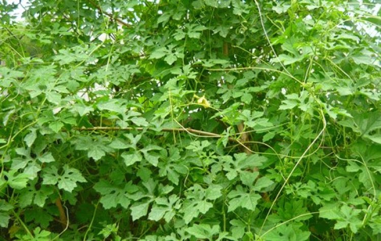 Da sạch mụn, sáng hồng nhờ lá mướp đắng