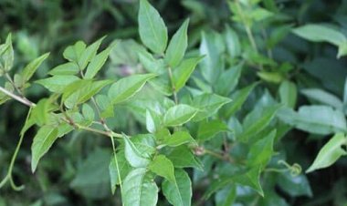 Trà dây – Bài thuốc quý cho người viêm loét dạ dày